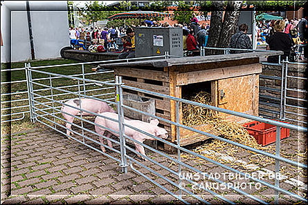 Junge Schweinchen auf dem Bauernmarkt